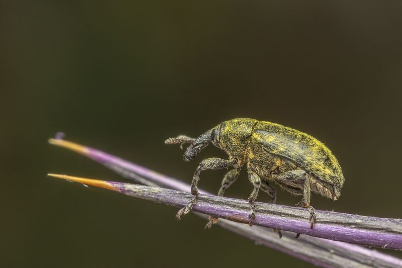 #macro #insects #nature #closeup  фото превью