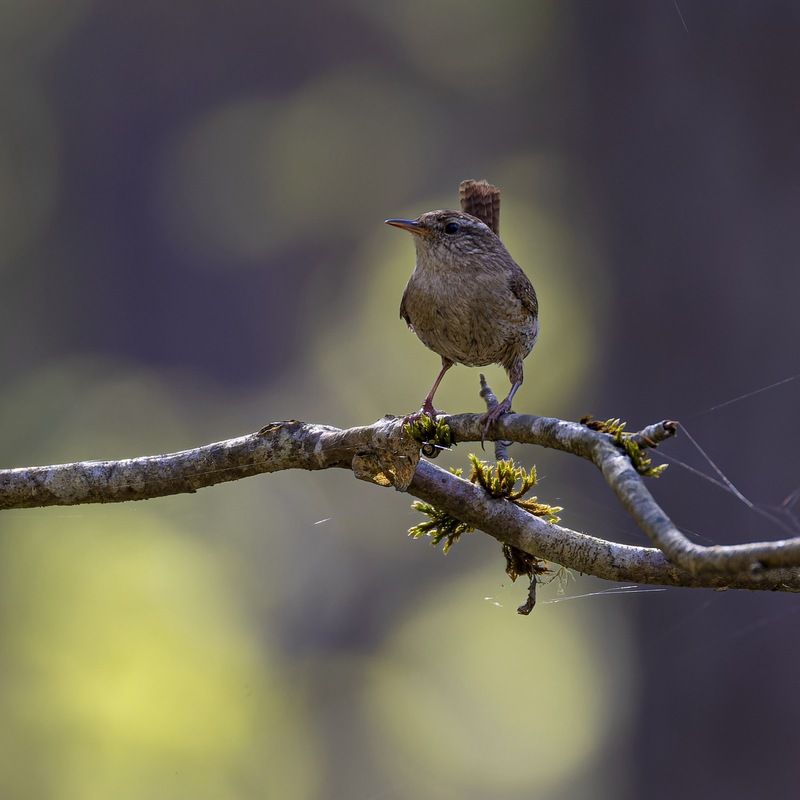 крапивник, птицы Крапивникphoto preview