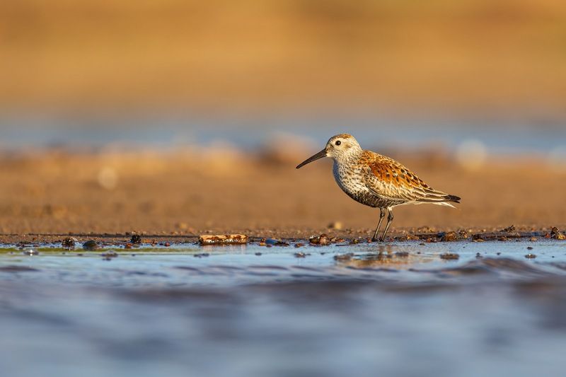чернозобик, кулик, птицы Чернозобикphoto preview