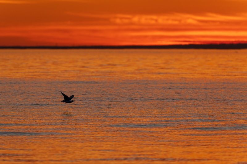 финский залив, закат Финский заливphoto preview