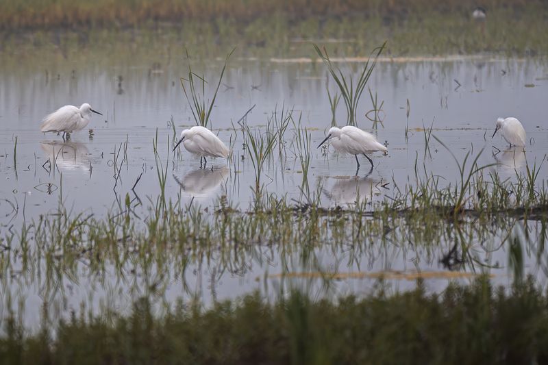 птицы, животные, дикая природа, birds, animal, wildlife Ghost of the Shallowsphoto preview