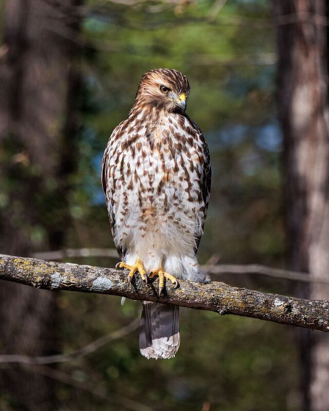 Ястреб- перепелятник фото превью