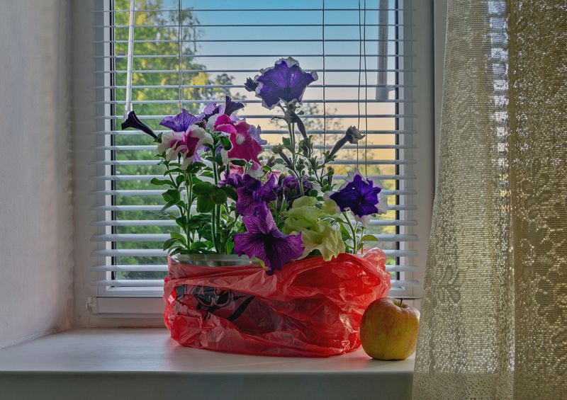 Цветы на окнеphoto preview