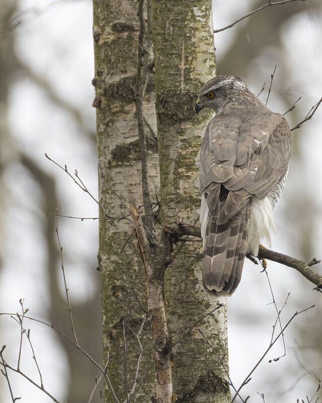 тетеревятник, ястреб, птицы Тетеревятникphoto preview