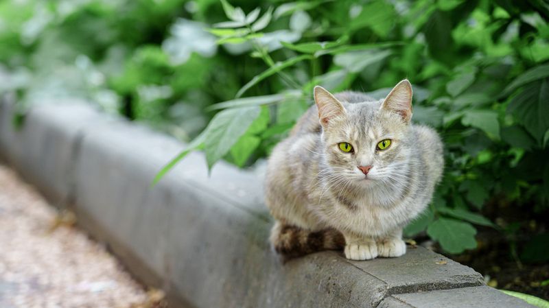 Кошкаphoto preview