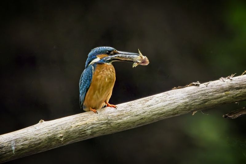 Ledňáčekphoto preview