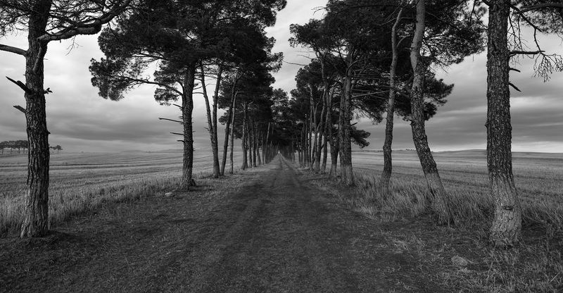 trees, fields, road, black, white, Fields of Shemakhiphoto preview