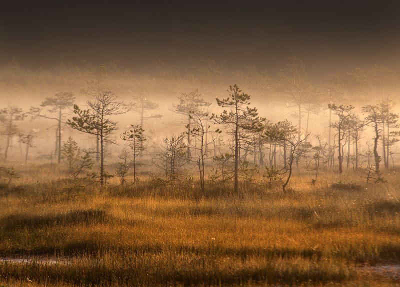 болото, карелия, туман, утро, рассвет, фототур Утро на болоте фото превью