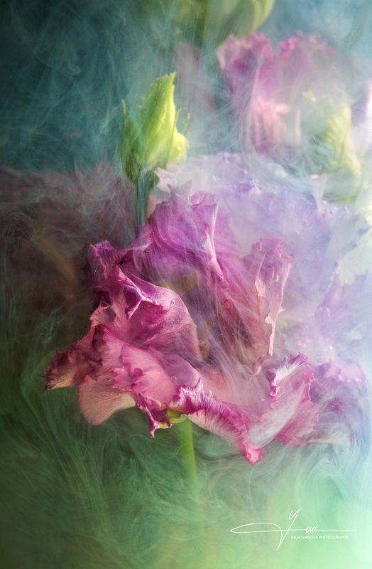 Pink Eustoma in the Mistphoto preview