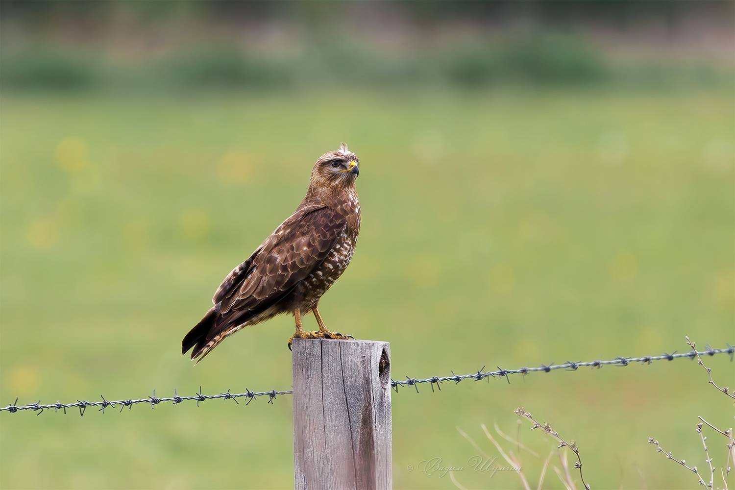 Чингачгук. Автор: Шульгин Вадим канюк, Шульгин Вадим