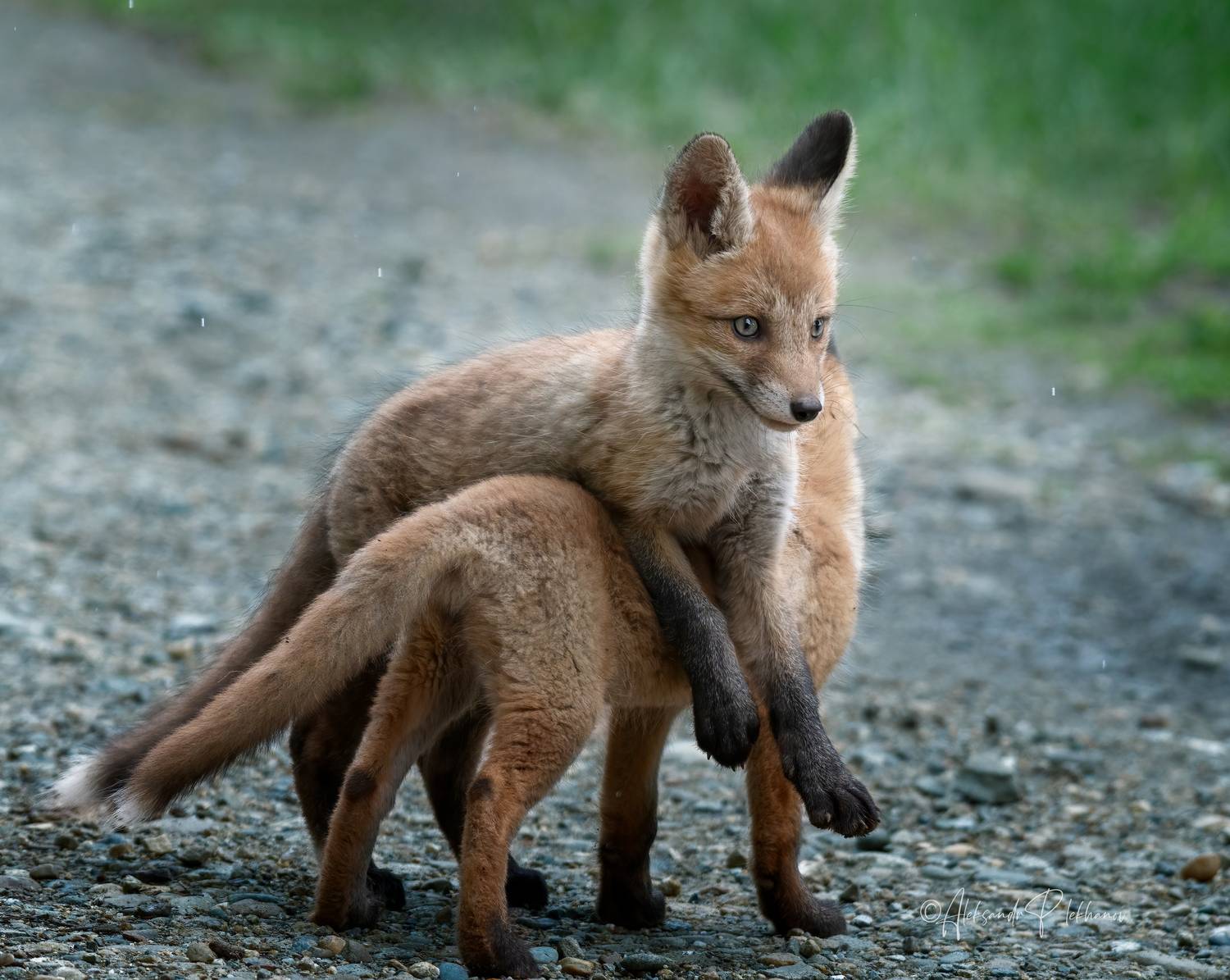 Давай поиграем!. Автор: Плеханов Александр wildlife, little fox, Плеханов Александр