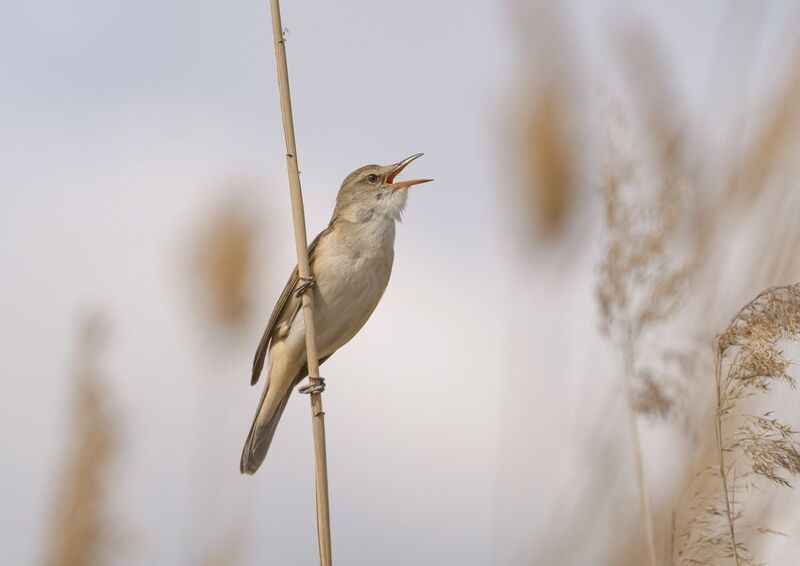 птицы,природа, весна Дроздовидная камышевкаphoto preview