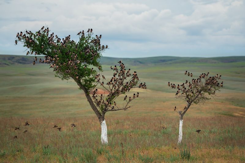 Птичий переполохphoto preview