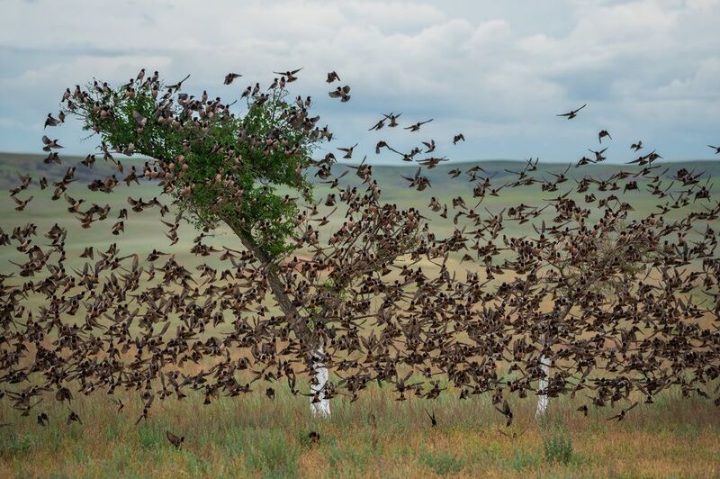 Розовые скворцыphoto preview
