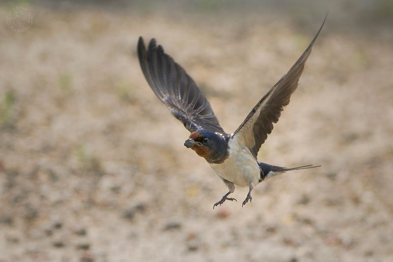 Lens and Feathersphoto preview