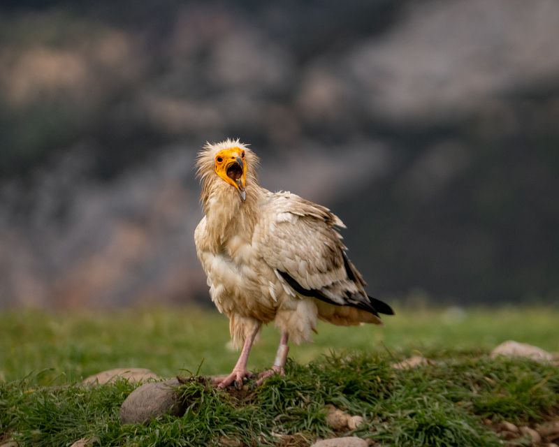 egyptian vulture, raptors, bird of prey, birds, predators, египетский, стервятник, обыкновенный, гриф, хищники, птицы дикие животные Недовольный. Dissatyisfied.photo preview
