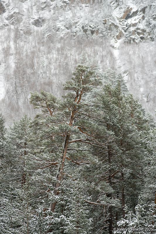 приэльбрусье, баксан, сосны, склоны, снег, иней, апрель, кабардино-балкария Серебрянные этюдыphoto preview