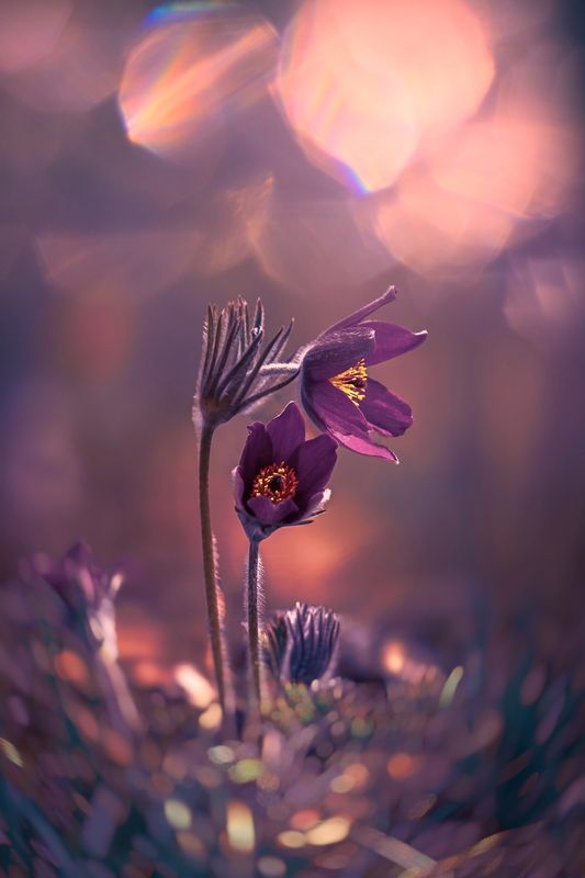 макро, macro, цветы, flower, весна, spring, сон-трава Прострелphoto preview