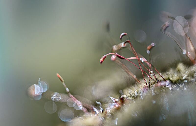 Праздношатающиесяphoto preview