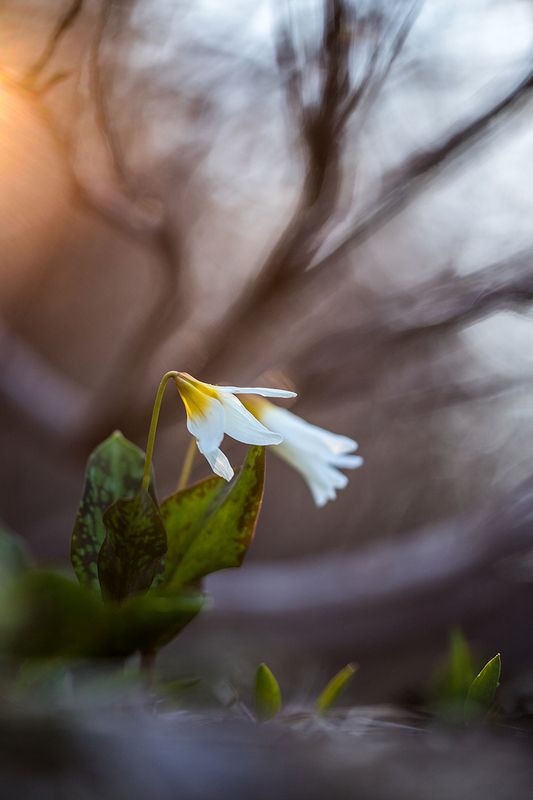 Кандык кавказскийphoto preview