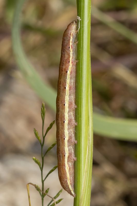 #macro #insects #nature #closeup  фото превью