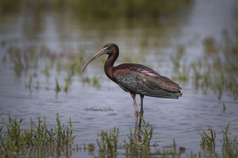 Необыкновенная. фото превью