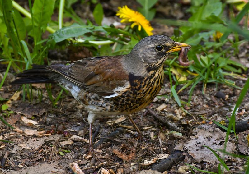 Дрозд - рябинник с добычейphoto preview