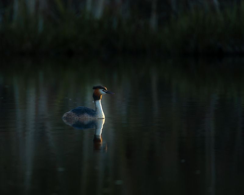 птички, фотоохота, чомга, поганка Большая поганкаphoto preview