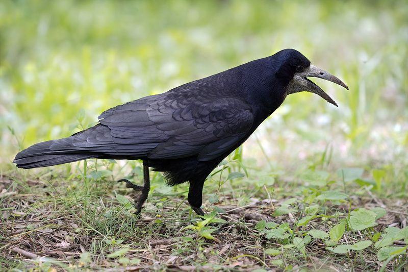 весна. грач. крик. Строгийphoto preview