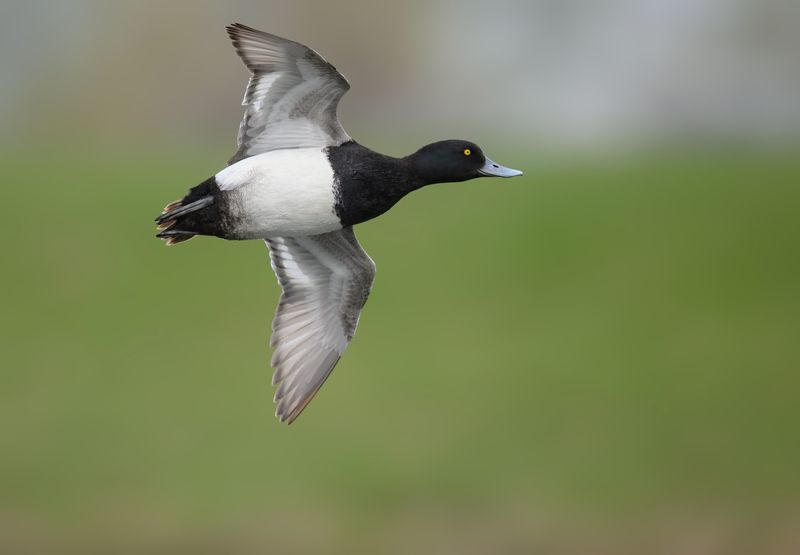 Lesser Scaup (m)photo preview