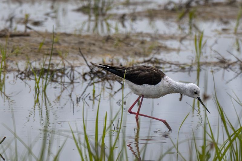 птицы, животные, дикая природа, birds, animal, wildlife Black Winged Stiltphoto preview