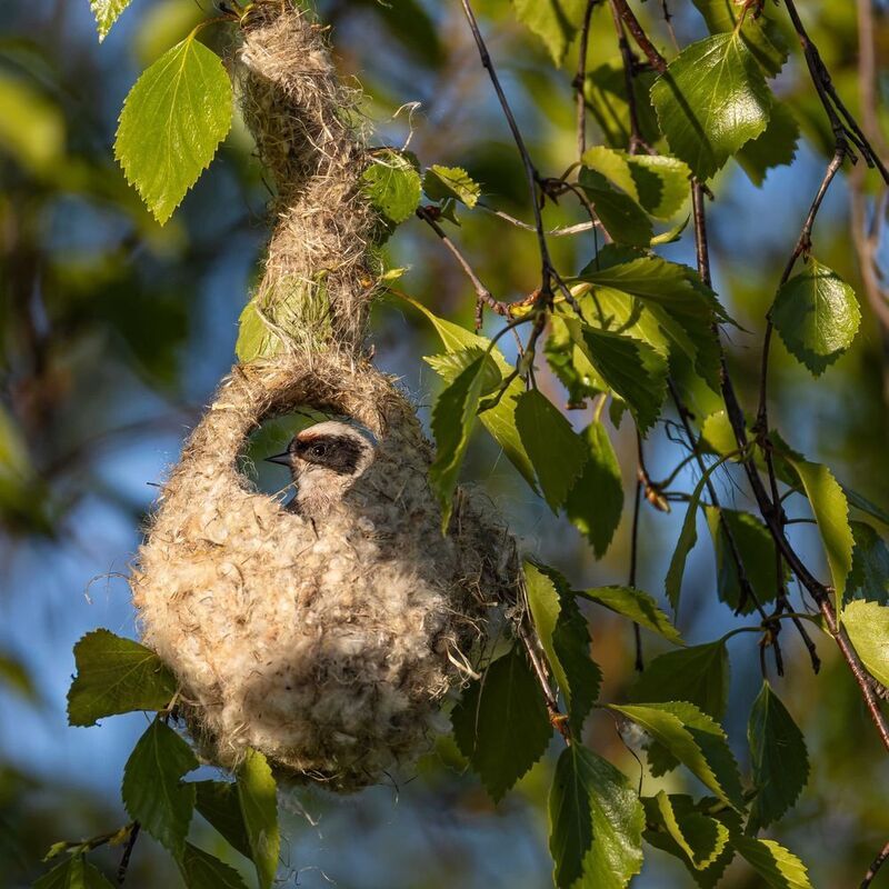 ремез, птицы, гнездо Ремезphoto preview