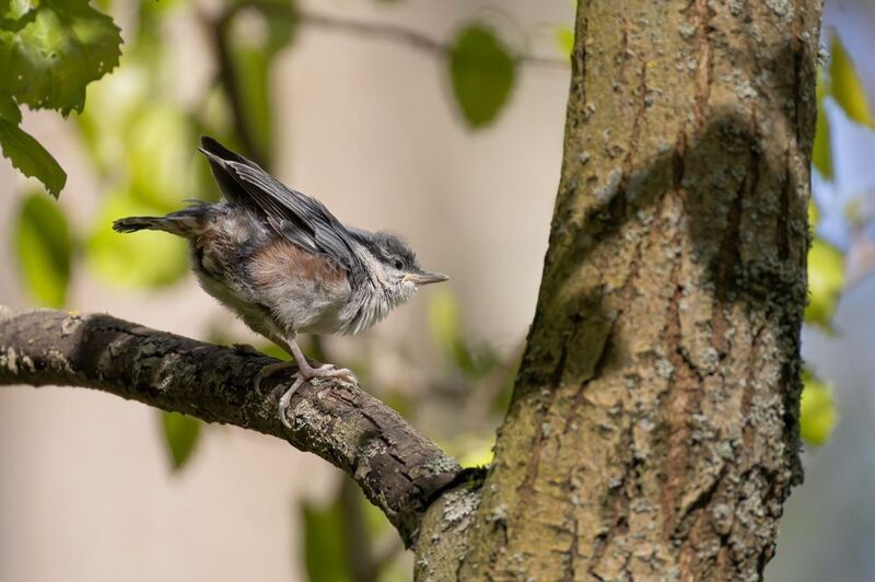 поползень, слеток, птицы Поползенокphoto preview