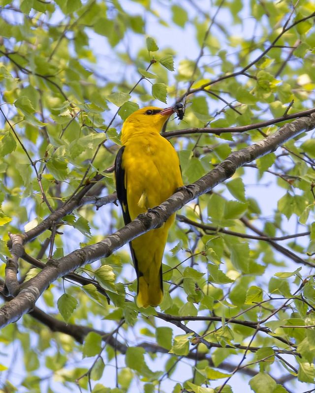 иволга, птицы Иволгаphoto preview