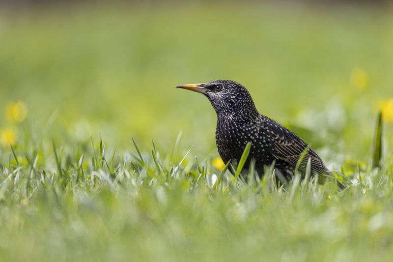 скворец, птицы Скворецphoto preview