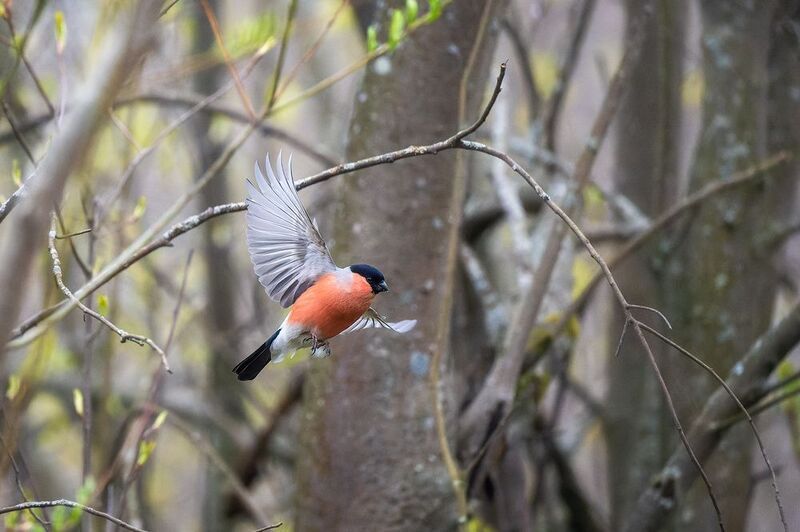 пермский край, птицы, фотоохота, природа, снегирь Маневр фото превью