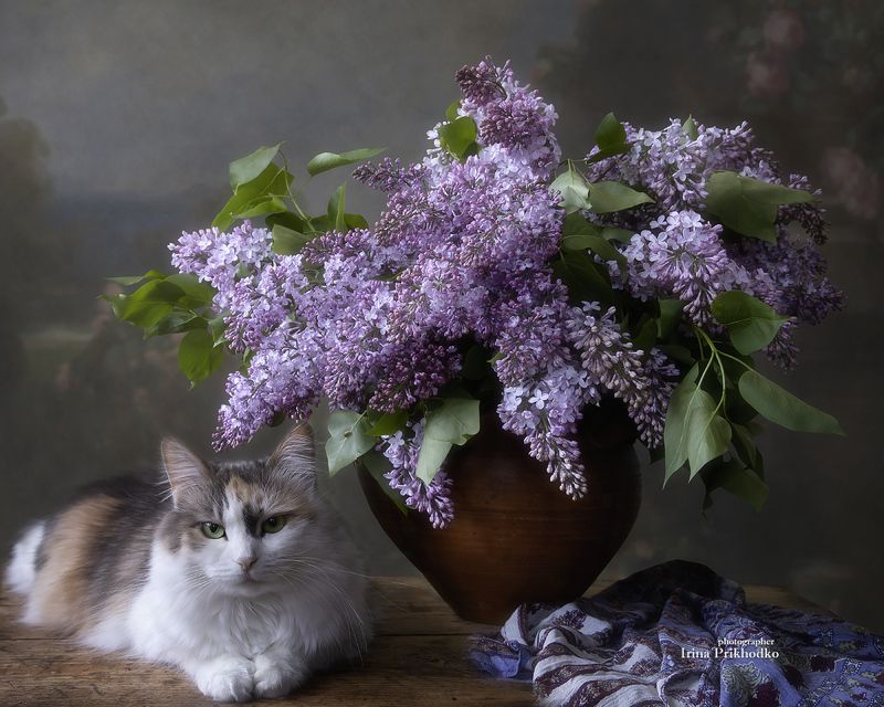 натюрморт, кошка, сирень, букет, цветы, весна Сиреневая нежностьphoto preview