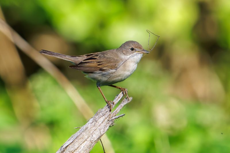 Болотная камышевкаphoto preview