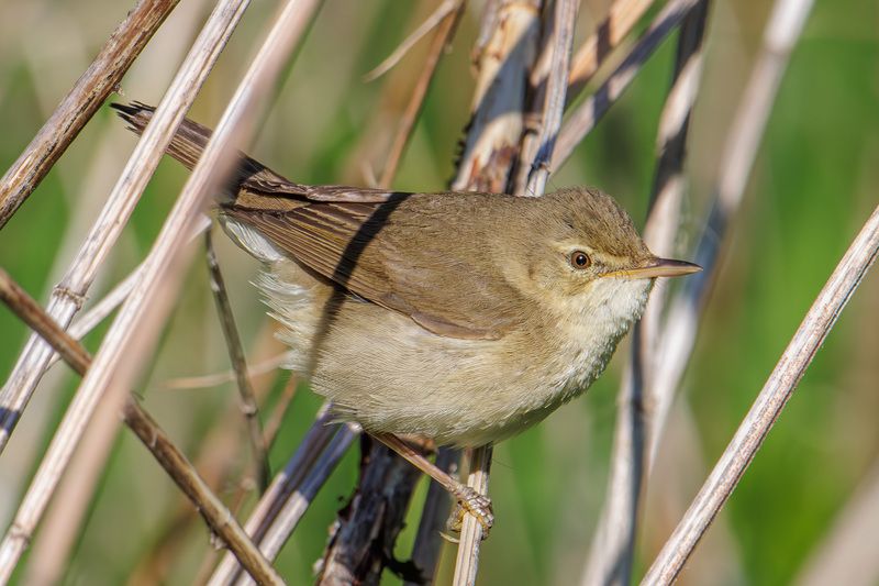 Болотная камышевкаphoto preview