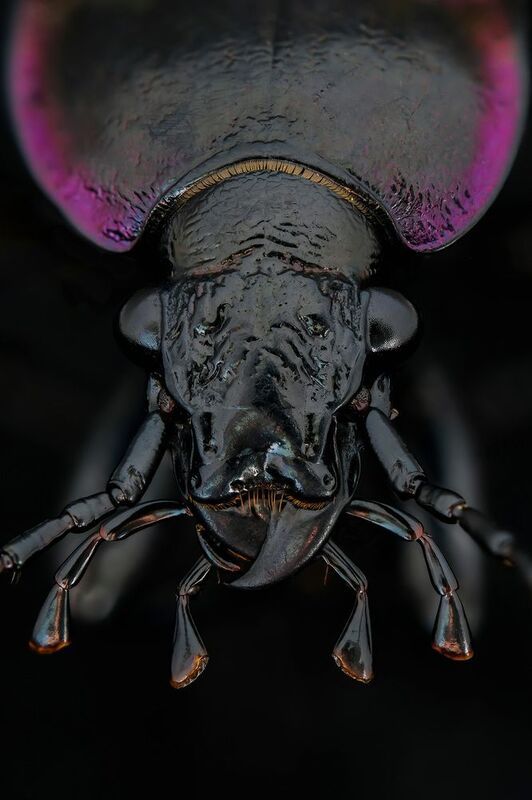 #макросъёмка, #макромир, #макрофото, #макросъемканасекомых, #макро_насекомые, #мирнасекомых, #насекомые, #жуки, #бабочки, #энтомология, #природа, #фауна, #красотаприроды, #фото_насекомых, #фотоприроды, #природавокруг, #увеличение, #ультрамакро, #интересны Жужелица (лат. Carabidae)photo preview