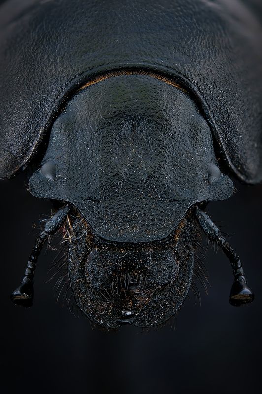 #макросъёмка, #макромир, #макрофото, #макросъемканасекомых, #макро_насекомые, #мирнасекомых, #насекомые, #жуки, #бабочки, #энтомология, #природа, #фауна, #красотаприроды, #фото_насекомых, #фотоприроды, #природавокруг, #увеличение, #ультрамакро, #интересны Навозник (лат. Geotrupes stercorarius)photo preview