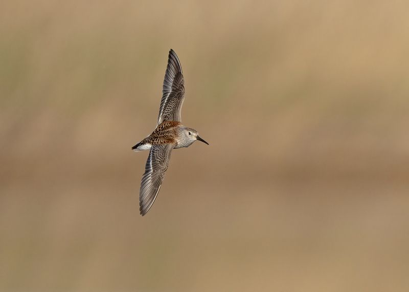 птицы,природа, весна Чернозобикphoto preview