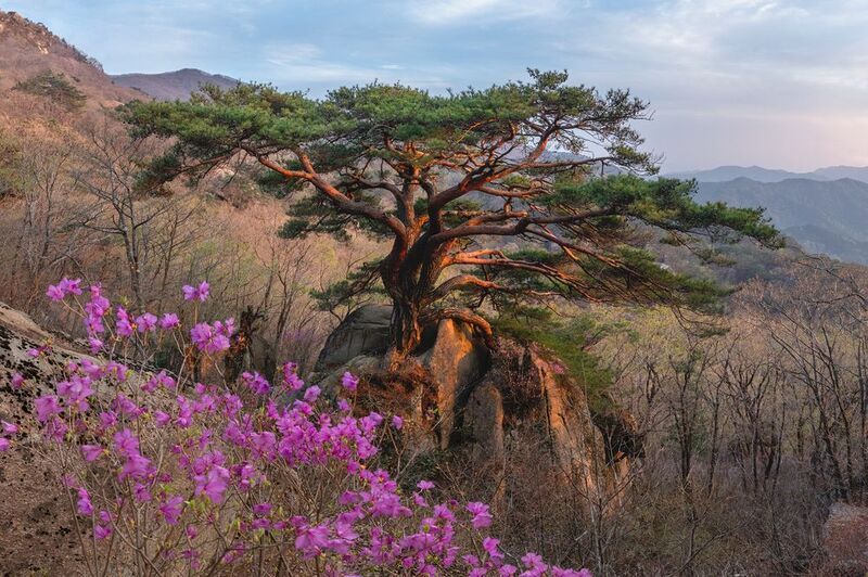 Spring Season Cheonyeonsongphoto preview