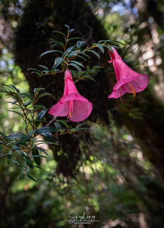 Philesia magellanicaphoto preview
