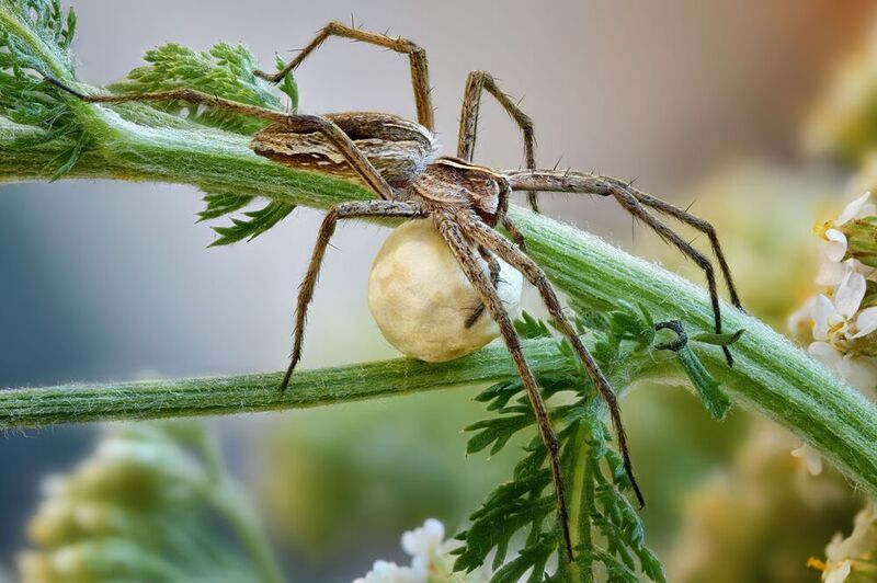 Пизаураphoto preview