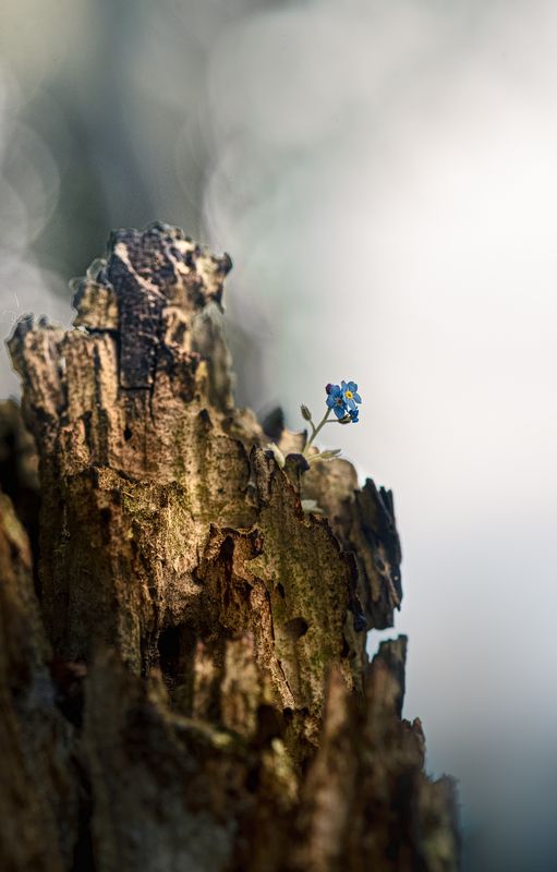 пень, незабудка Альпийская веснаphoto preview