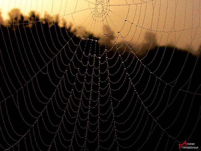 Паутинкаphoto preview
