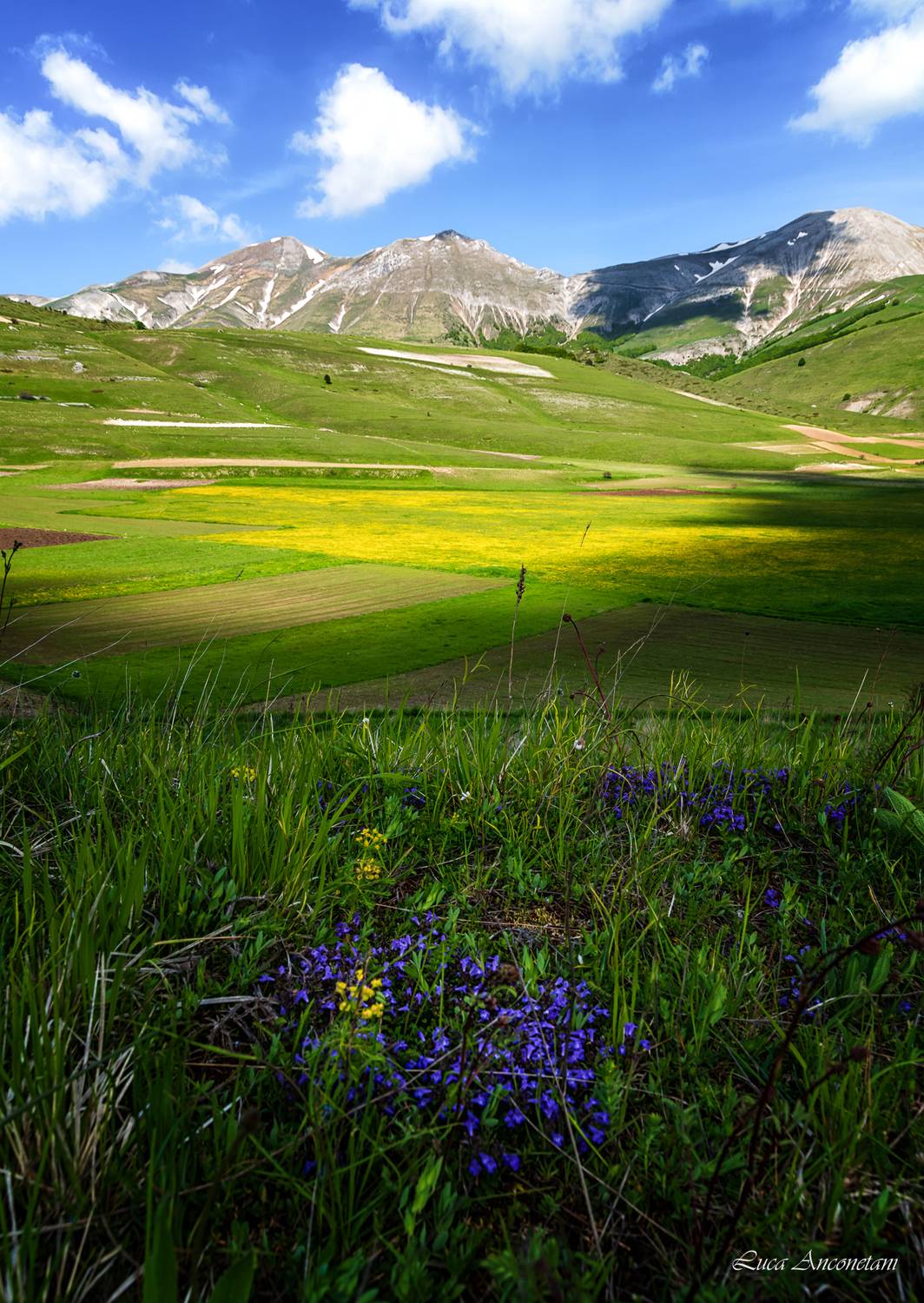 flowers nature umbria italy landscape castelluccio di norcia fields, Anconetani Luca