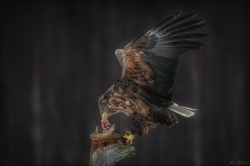 орлан, орлан-белохвост, заказник красный бор, фототур в красный бор, фотоохота ХИЩНИКphoto preview