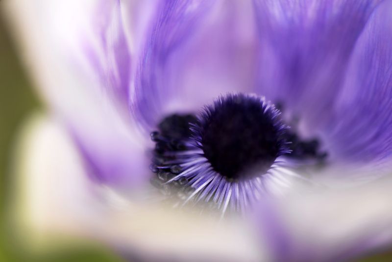 цветы, макро, природа, макрофото, макро-красота, поэзия природы, лес, вчувствование, созерцание, тишина, тишина покоя, подснежники, весна Some spring impressionsphoto preview